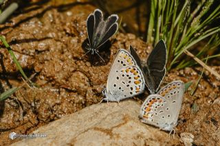 Doulu Esmergz (Plebejus carmon)