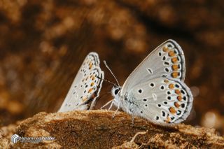 Doulu Esmergz (Plebejus carmon)