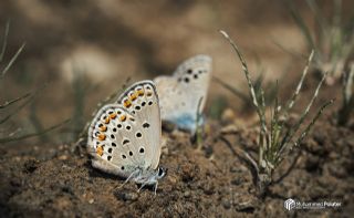 Doulu Esmergz (Plebejus carmon)