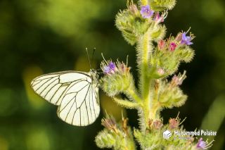 Al Beyaz (Aporia crataegi)