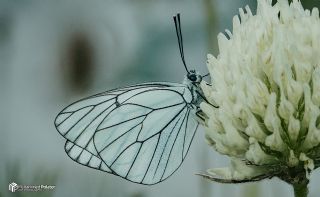Al Beyaz (Aporia crataegi)