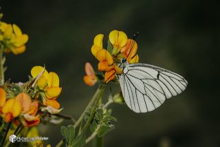 Al Beyaz (Aporia crataegi)