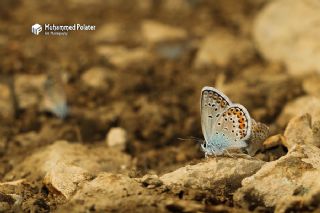 Gm Lekeli Esmergz (Plebejus argus)