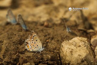 Acem okgzls (Polyommatus alcedo)