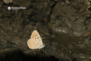 Acem okgzls (Polyommatus alcedo)