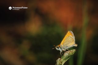 Siyah Antenli Zpzp (Thymelicus lineolus)