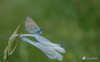 okgzl Gzel Mavi (Polyommatus bellis)