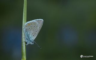 okgzl Gzel Mavi (Polyommatus bellis)