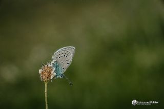okgzl Gzel Mavi (Polyommatus bellis)