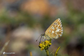 �okg�zl� Anadolu Mavisi&nbsp;(Aricia&nbsp;crassipunctus)