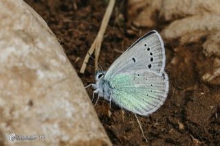 okgzl Fatma Mavisi (Polyommatus fatima)
