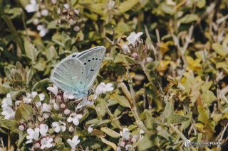 okgzl Fatma Mavisi (Polyommatus fatima)