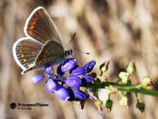 Anadolu okgzls (Polyommatus hyacinthus)