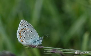 T�rkmenistan Esmerg�z�&nbsp;(Plebejus&nbsp;zephyrinus)