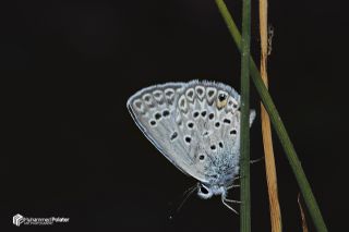 �okg�zl� G�m�� Mavi&nbsp;(Albulina&nbsp;loewii)