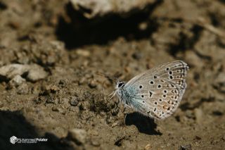 okgzl Gm Mavi (Albulina loewii)