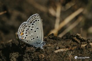 �okg�zl� G�m�� Mavi&nbsp;(Albulina&nbsp;loewii)