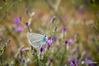 �okg�zl� A�r� Mavisi&nbsp;(Polyommatus&nbsp;vanensis)