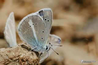 �okg�zl� A�r� Mavisi&nbsp;(Polyommatus&nbsp;vanensis)