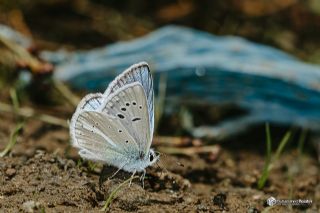 �okg�zl� A�r� Mavisi&nbsp;(Polyommatus&nbsp;vanensis)