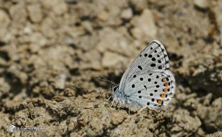 Himalaya Mavisi (Pseudophilotes vicrama)
