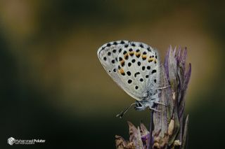 Bavius Mavisi (Pseudophilotes bavius)