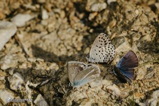 Bavius Mavisi (Pseudophilotes bavius)