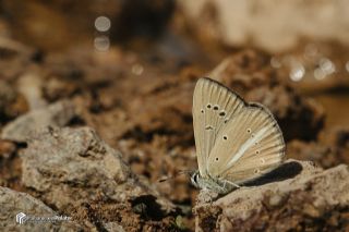 okgzl Demavend Esmeri (Polyommatus demavendi)