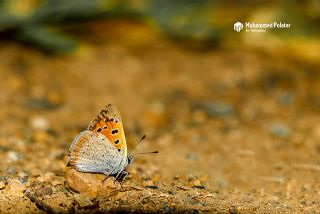 Benekli Bakr Gzeli (Lycaena phlaeas)