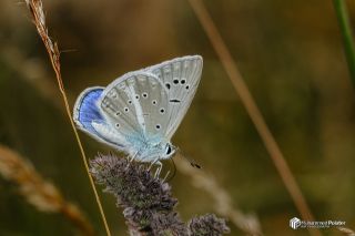 �okg�zl� Karabet Mavisi&nbsp;(Polyommatus&nbsp;haigi)
