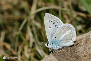 �okg�zl� Karabet Mavisi&nbsp;(Polyommatus&nbsp;haigi)