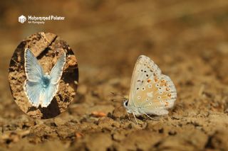 okgzl Gk Mavisi (Polyommatus bellargus)