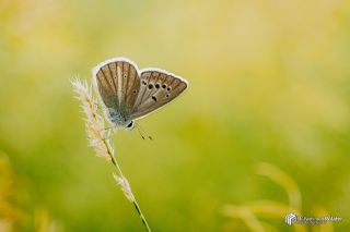 okgzl Zap Mavisi (Polyommatus zapvadi)