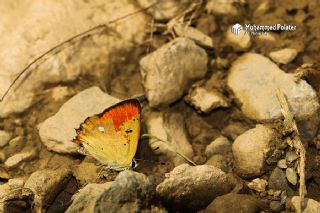 Orman Bakr Gzeli (Lycaena virgaureae)