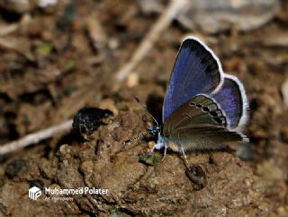 Anadolu Karagz Mavisi (Glaucopsyche astraea)