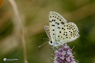 �sli Bak�r G�zeli&nbsp;(Lycaena&nbsp;tityrus)
