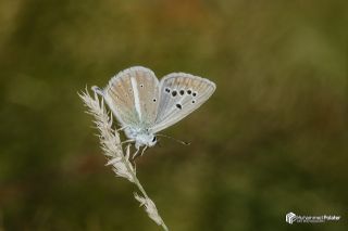 okgzl Zap Mavisi (Polyommatus zapvadi)