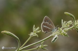 ? Agro Tr (Tanmsz) (Agrodiaetus sp.)