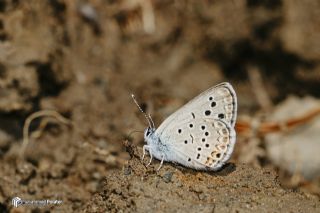 Anadolu Turan Mavisi&nbsp;(Turanana&nbsp;panagaea)