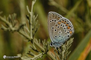 Anadolu Esmergz (Plebejus modicus)