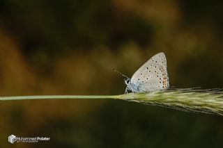 Byk Mor Bakr Gzeli (Lycaena alciphron)