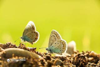 Anadolu Esmergz (Plebejus modicus)