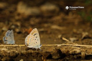 Acem okgzls (Polyommatus alcedo)