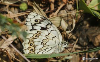 Azeri Melikesi&nbsp;(Melanargia&nbsp;hylata)