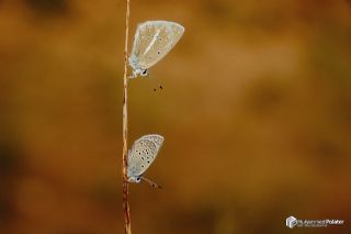 ran okgzls (Polyommatus morgianus)