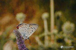 B�y�k Mor Bak�r G�zeli&nbsp;(Lycaena&nbsp;alciphron)