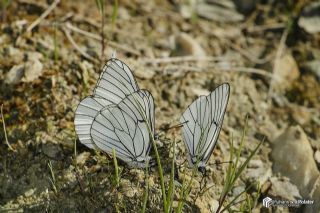 Al Beyaz (Aporia crataegi)