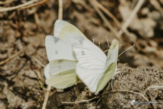Da� Beyazmele�i&nbsp;(Pieris&nbsp;ergane)