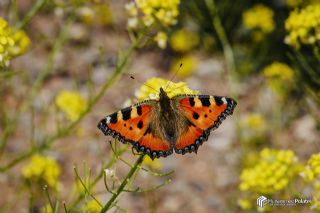 Aglais (Aglais urticae)