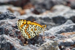 Gzel parhan (Melitaea trivia)